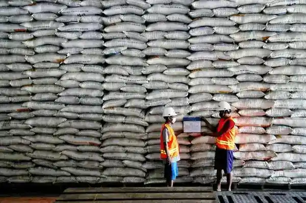 Produksi Pangan Menguat, Pengadaan Beras Bulog Lampaui Target