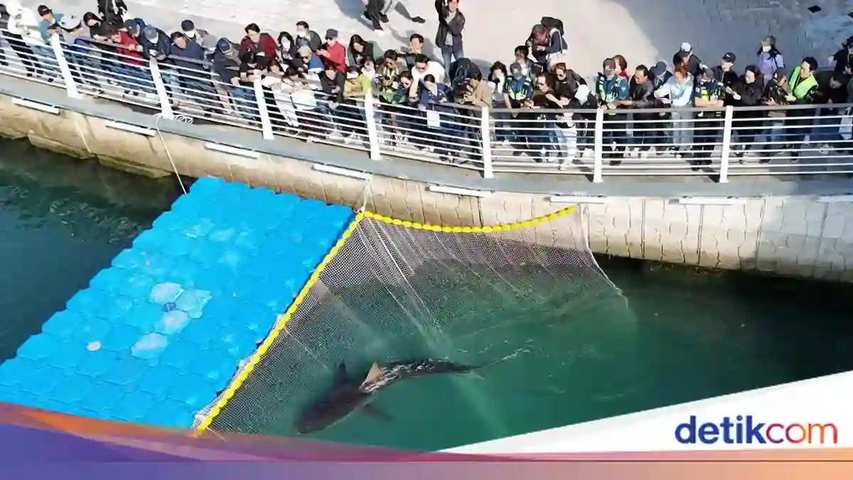 Bukangi Kembali ke Laut Setelah Lebih dari Sebulan Terjebak di Kanal Busan