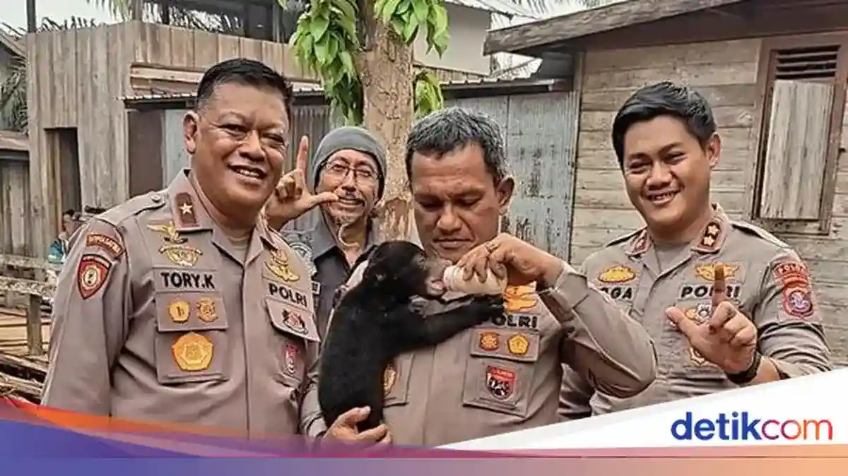 Anak Beruang Madu Diselamatkan dari Kebakaran Hutan di Seruyan