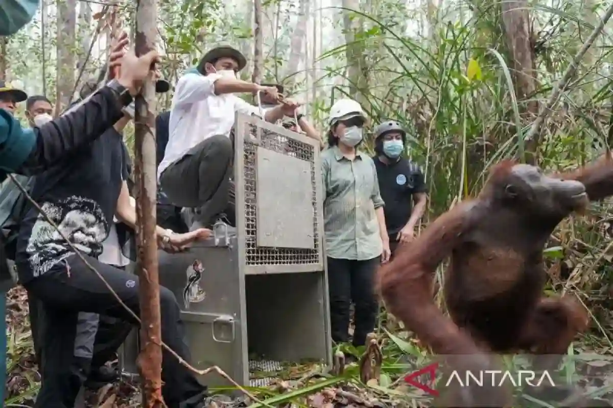 Dua Orangutan yang Diselamatkan dari Perkebunan Kembali ke Hutan Kalbar
