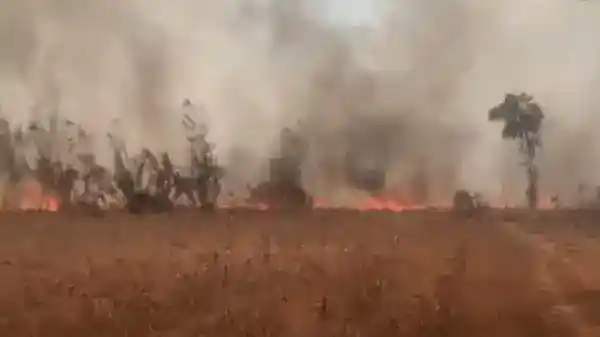 Kebakaran Lahan di Lampung Utara Meluas, Pendataan Luas Area Masih Berlangsung