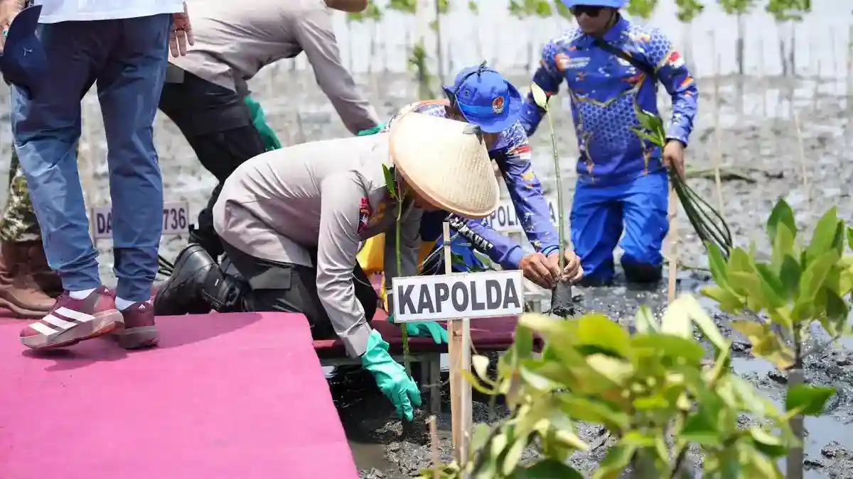 Mangrove Ditanam di Batang untuk Meredam Ancaman Abrasi dan Rob