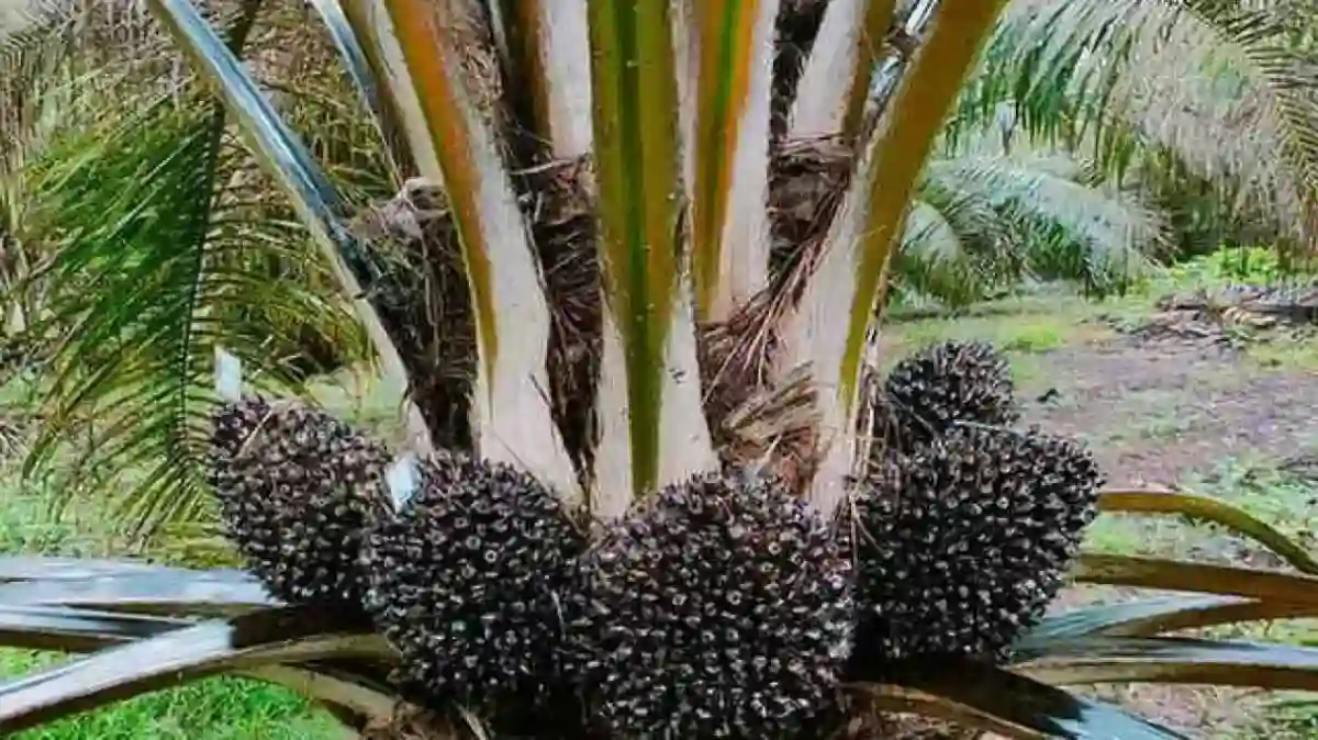 Kolaborasi BUMN Buka Penjajakan Baru untuk Bioenergi Sawit Indonesia
