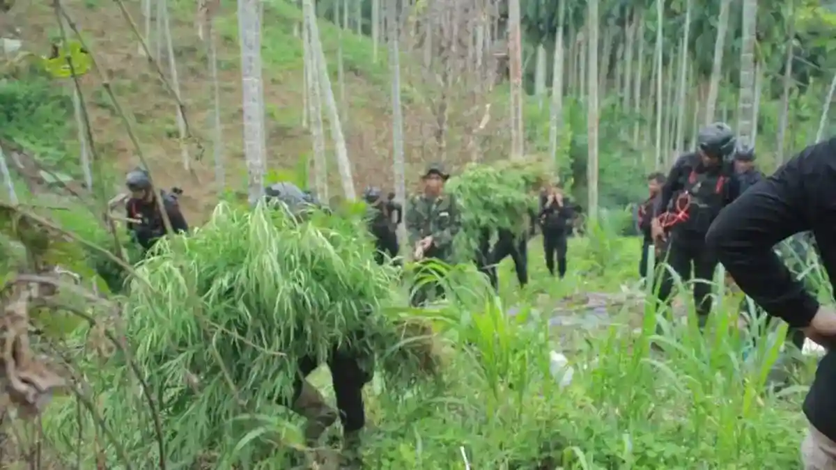 Pengungkapan Ladang Ganja 18 Hektare di Aceh Utara