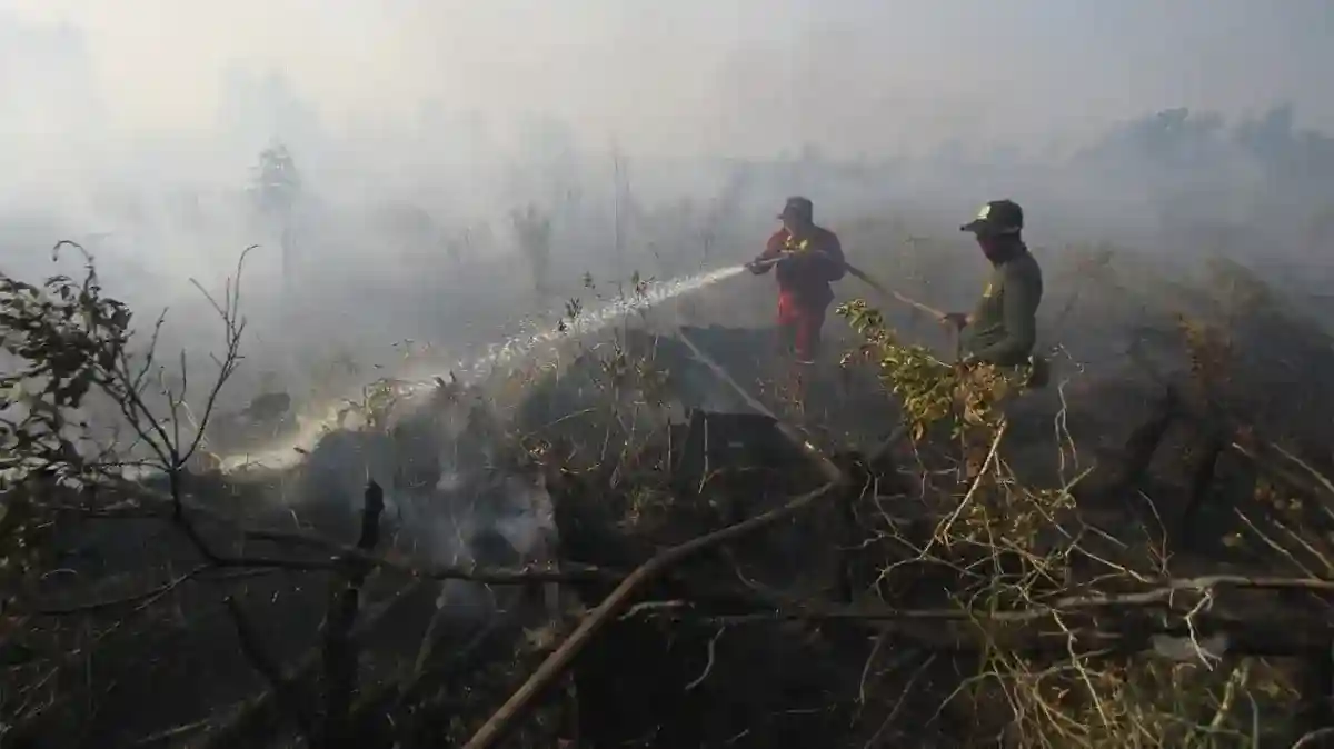 Petugas Kehutanan Toraja Utara Meninggal Tertimpa Pohon Seusai Padamkan Karhutla