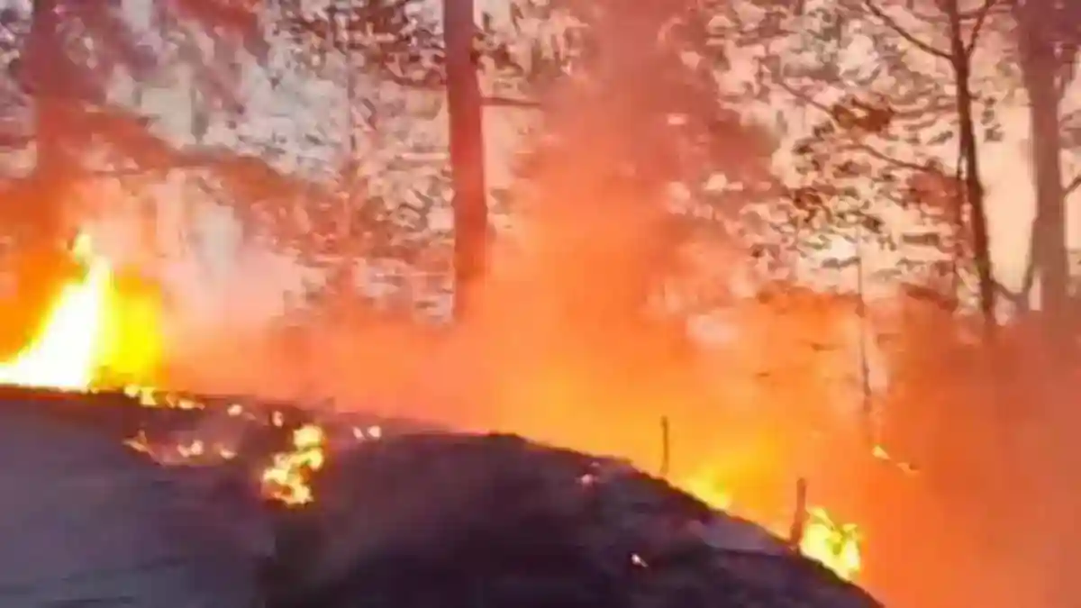 Pengabdian Terakhir Padayya di Tengah Kebakaran Hutan Nanggala