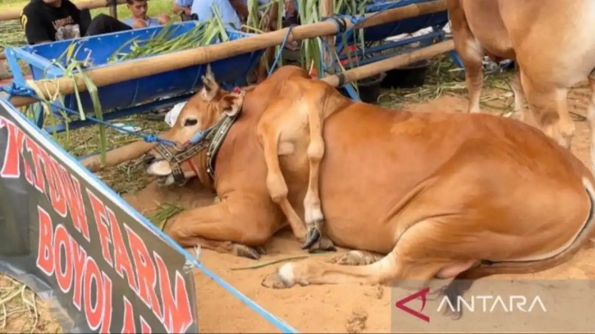 Sapi Madura Berkaki Enam dari Boyolali Menang Kelas Unik di Piala Presiden 2026 Sapi Madura Berkaki Enam dari Boyolali Menang Kelas Unik di Piala Presiden 2026