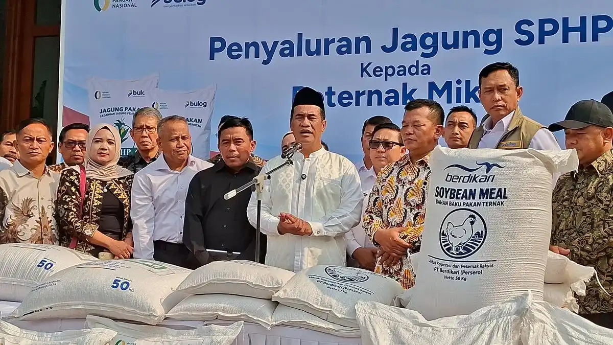 Jagung Subsidi Disiapkan untuk Meredakan Beban Pakan Peternak Ayam Jagung Subsidi Disiapkan untuk Meredakan Beban Pakan Peternak Ayam