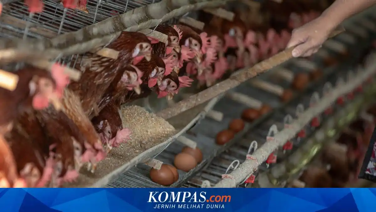 Kenaikan Harga Jagung Tekan Pendapatan Peternak Ayam di Blitar