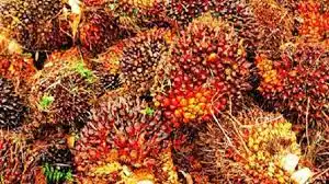 Harga TBS Sawit Kalbar Periode I Oktober 2026 Ditetapkan, Tertinggi Rp3.537,64 per Kilogram