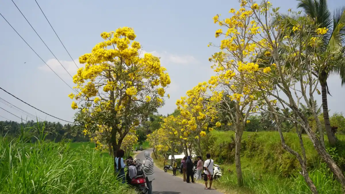 Bunga Tabebuya Kuning Hiasi Jalan Desa Kembang Kuning di Lombok Timur