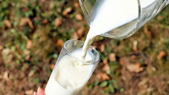 Produksi Susu Segar Indonesia Mulai Pulih, tetapi Ketergantungan Impor Masih Tinggi