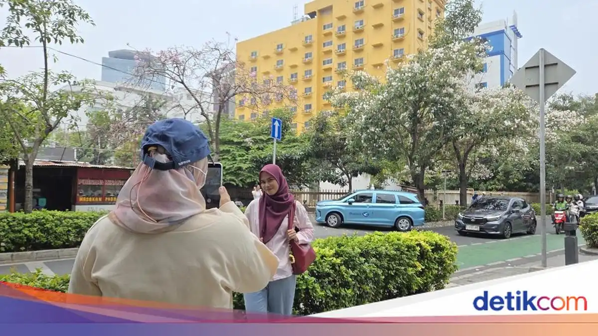 Tabebuya Mekar, Cikini Dipadati Warga untuk Berfoto