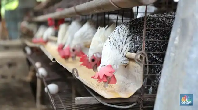 Ayam Kampung atau Broiler: Memahami Perbedaan Lemak, Protein, dan Cara Pengolahannya