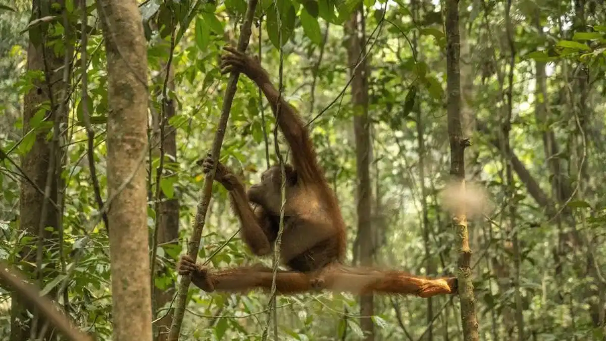 Penyelamatan Orangutan Kalimantan di Tengah Ancaman Karhutla dan Hilangnya Habitat