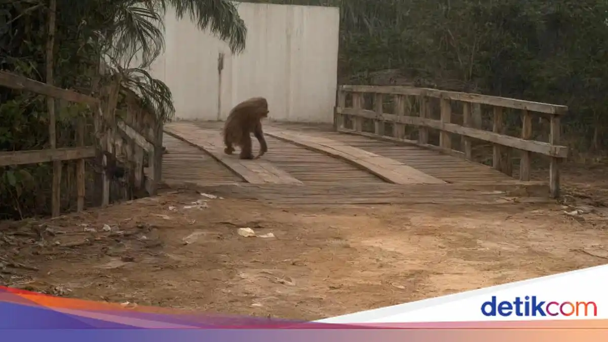 Orang Utan Terdampak Kebakaran Terlihat Mencari Makan di Ruas Jalan Kotawaringin Barat