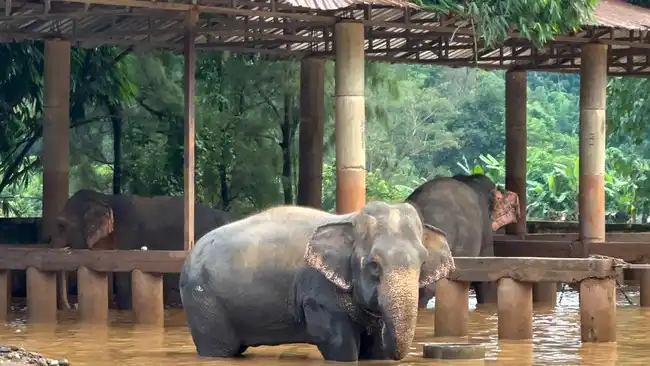 Jejak Gajah Alexander Tetap Menghidupkan Ekosistem Afrika Bertahun-tahun Setelah Mati