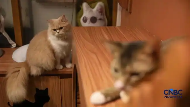 Kucing dan Kesehatan: Apa yang Ditunjukkan Berbagai Penelitian tentang Manfaatnya?